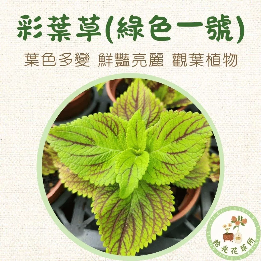 彩葉草(綠色一號)