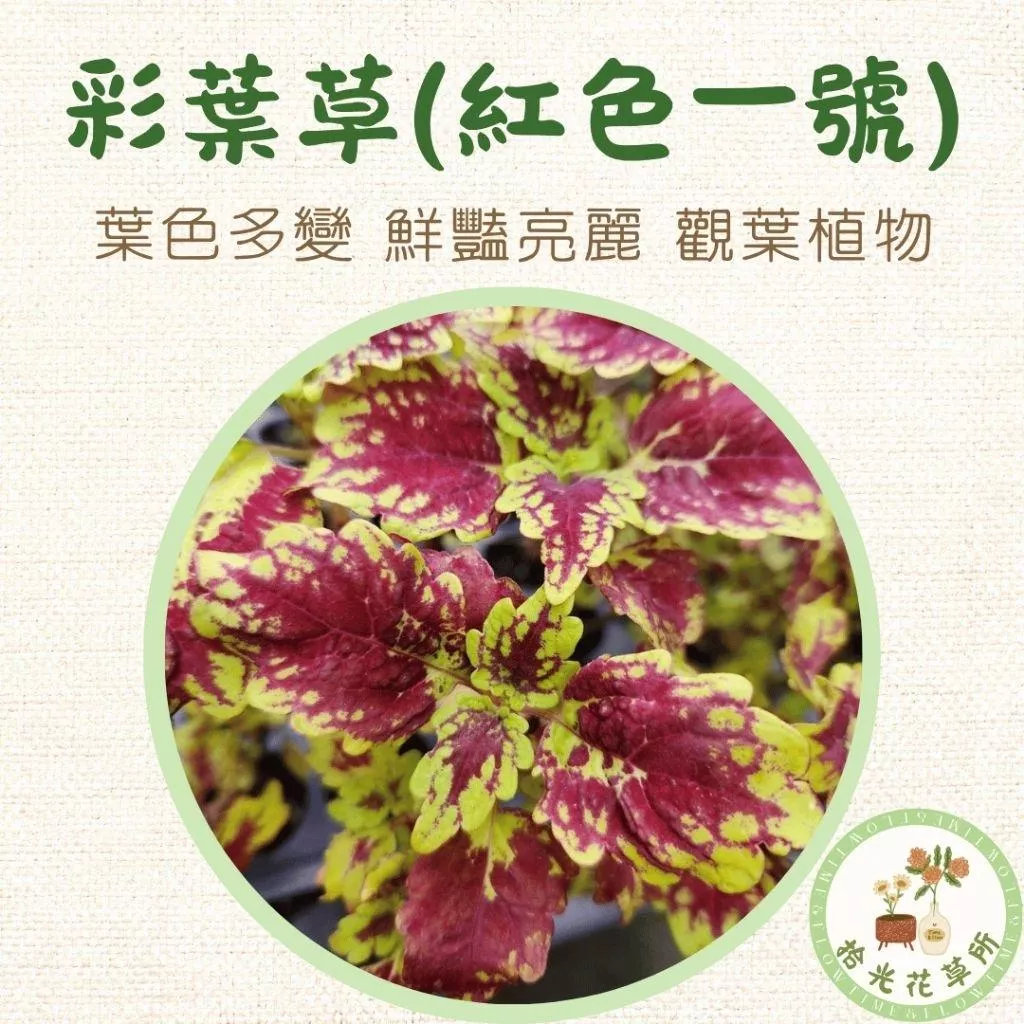 彩葉草(紅色一號)
