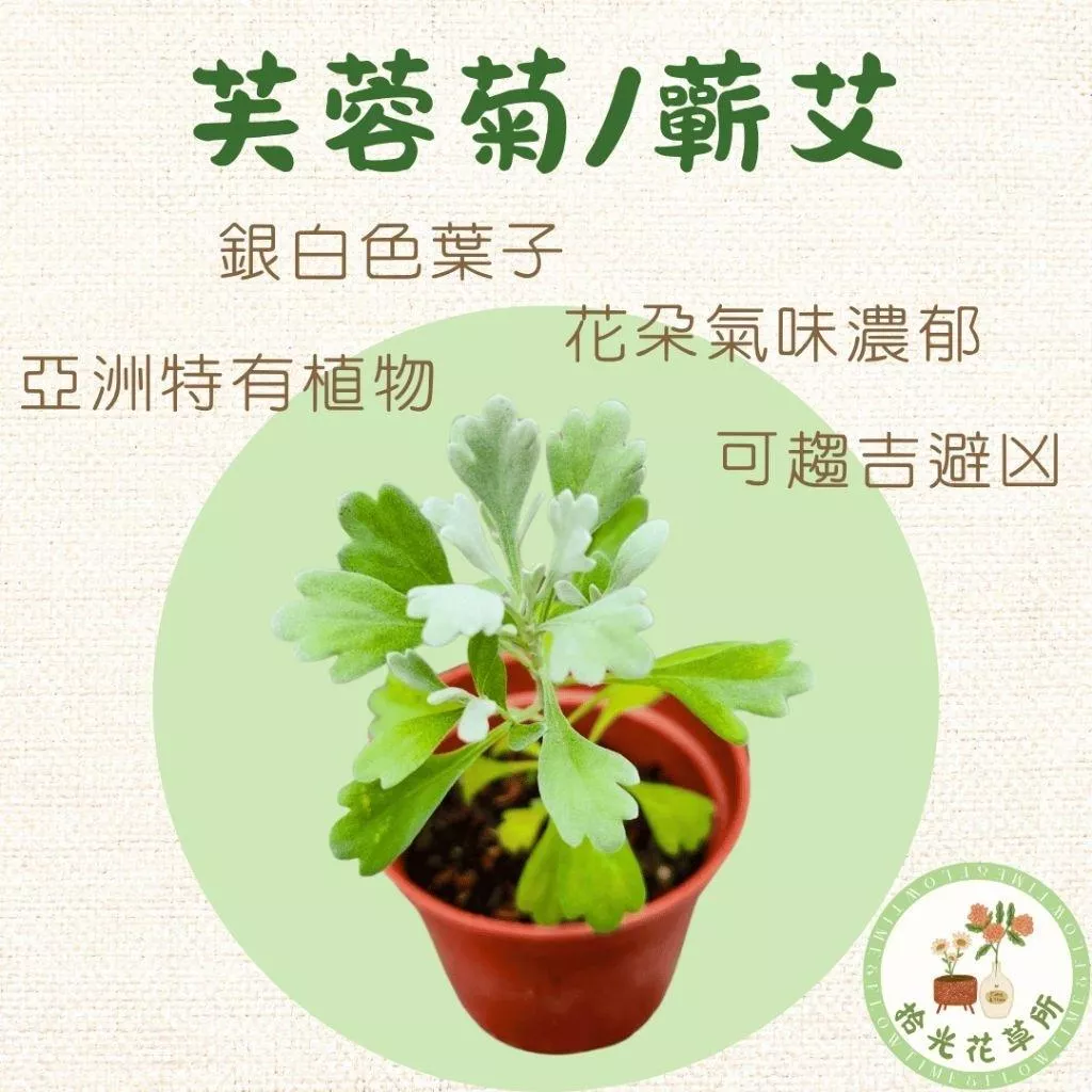 芙蓉菊｜Crossostephium chinense