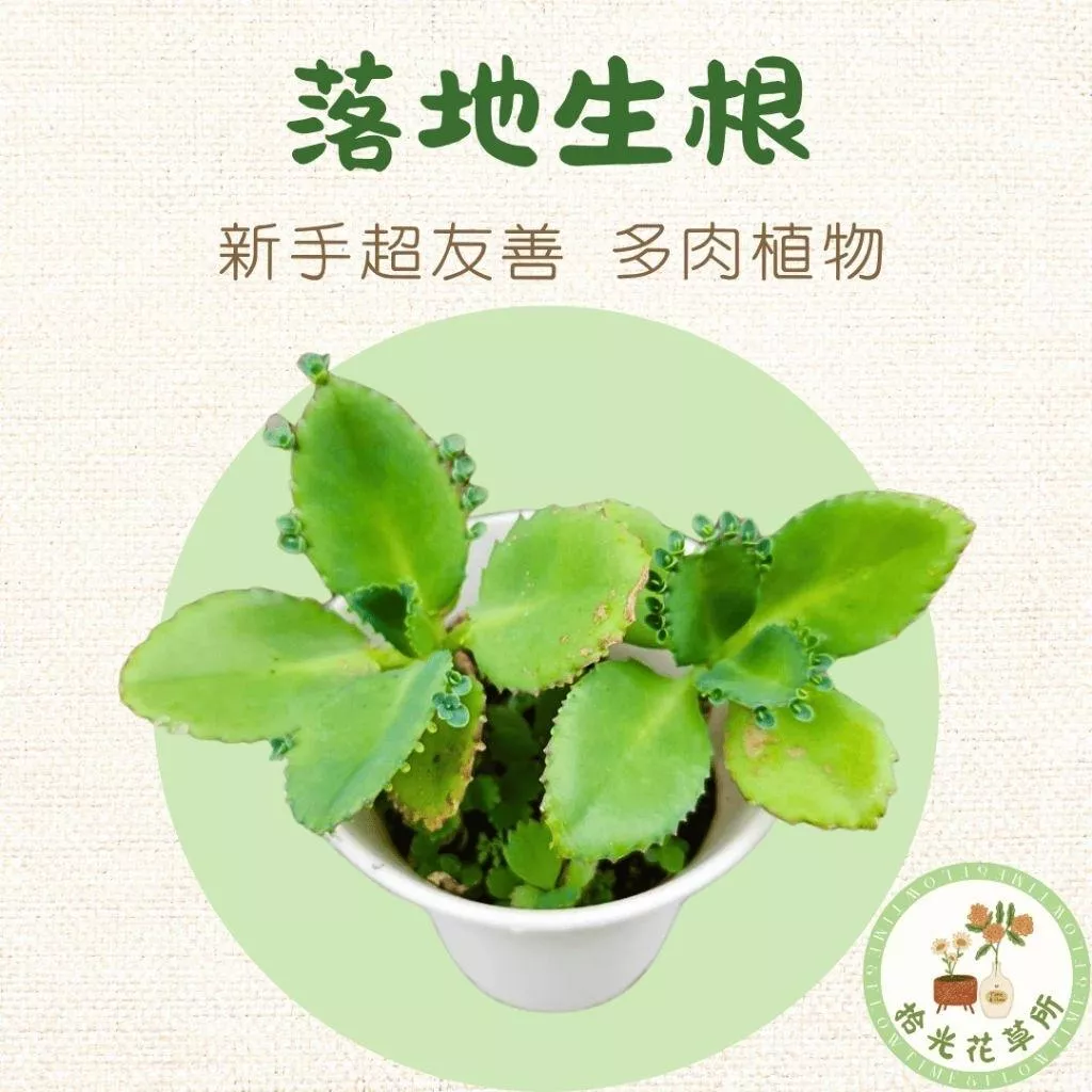 落地生根｜Kalanchoe pinnata