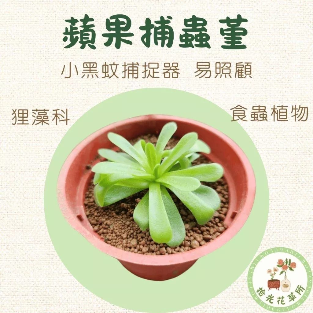 蘋果捕蟲堇｜Pinguicula agnata x potosiensis