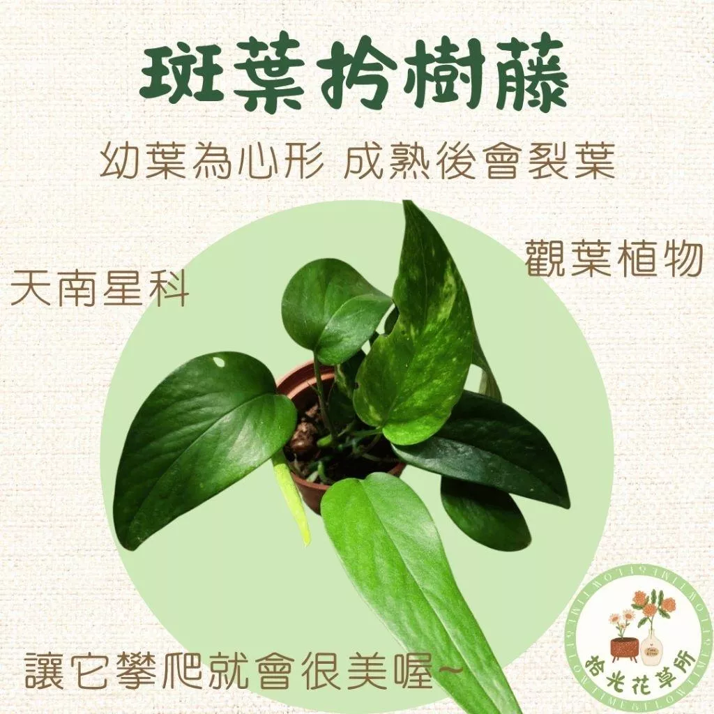 斑葉拎樹藤｜Epipremnum pinnatum variegated