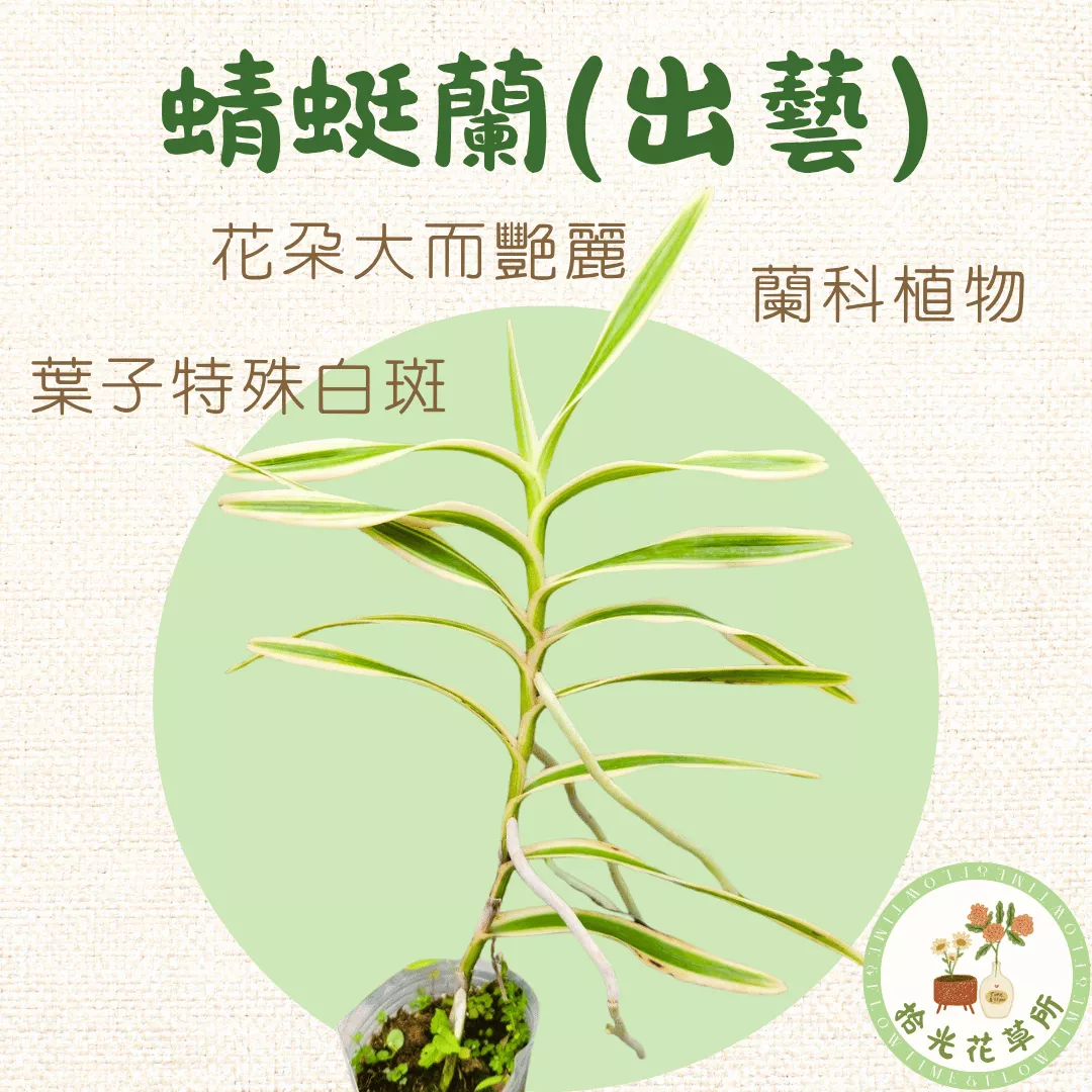 出藝蜻蜓蘭｜ Arachnis Maggie Oei