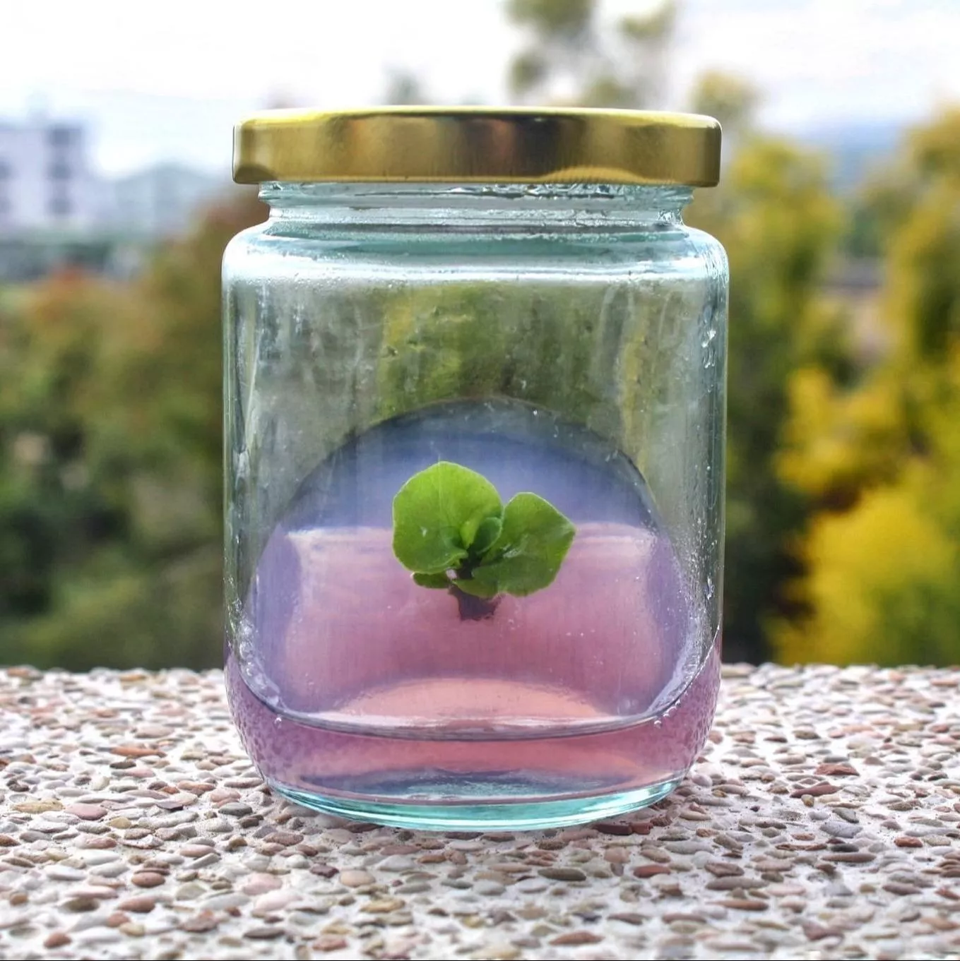 鹿角拾光瓶-鹿角蕨瓶 (市集限定款)