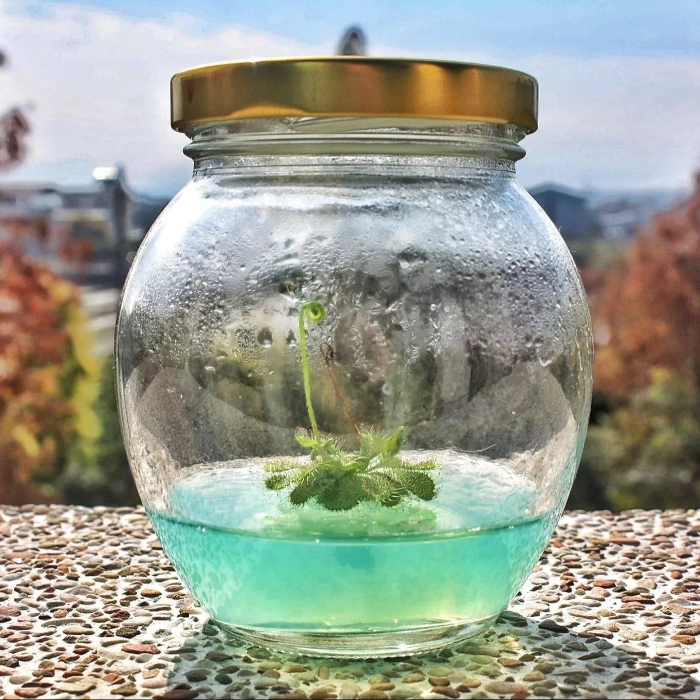 毛毛拾光瓶-毛氈苔瓶