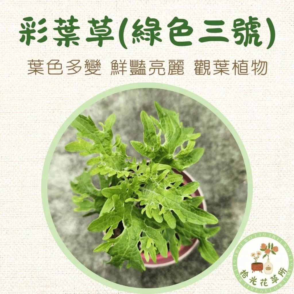 彩葉草(綠色三號)