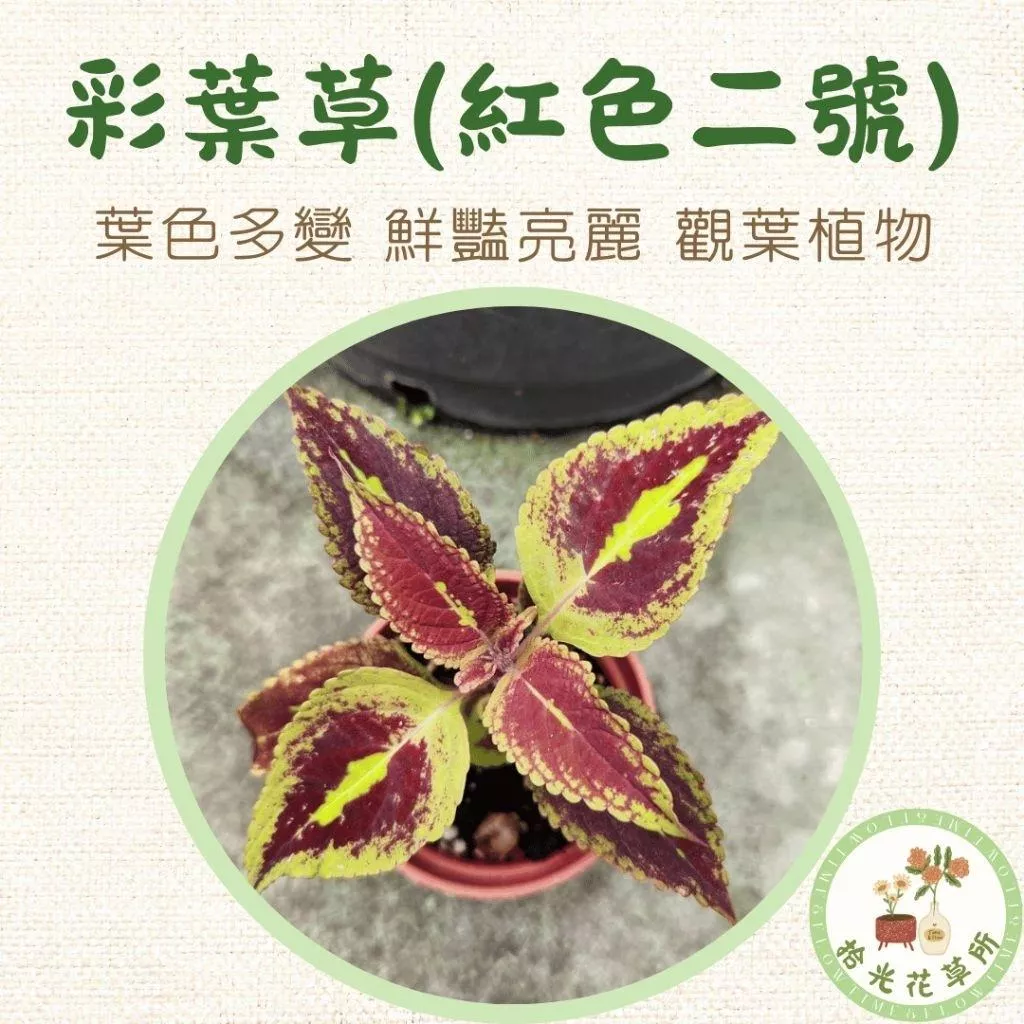 彩葉草(紅色二號)