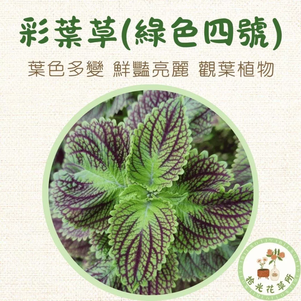 彩葉草(綠色四號)