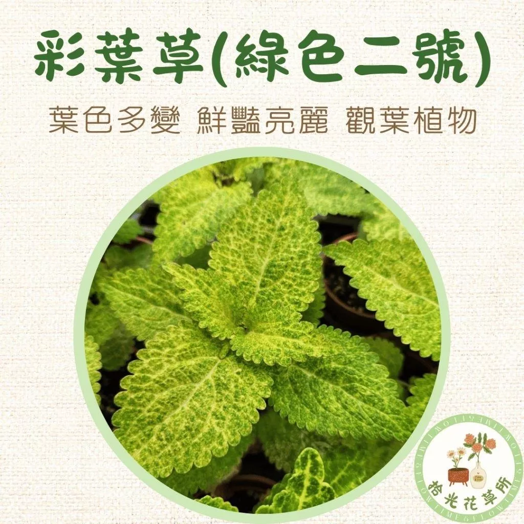 彩葉草(綠色二號)