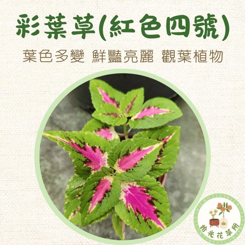 彩葉草(紅色四號)