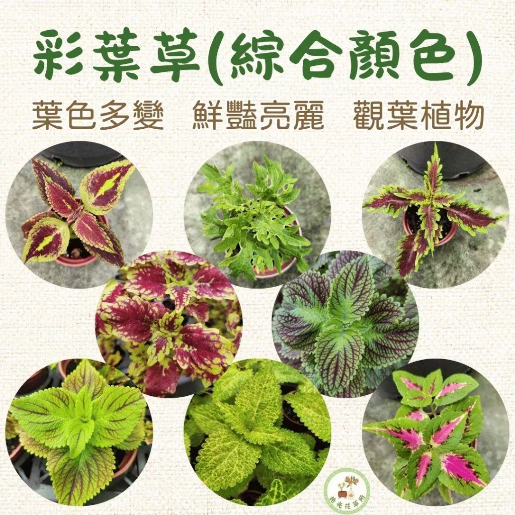 彩葉草(綜合顏色)