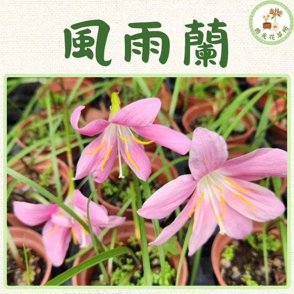 風雨蘭
