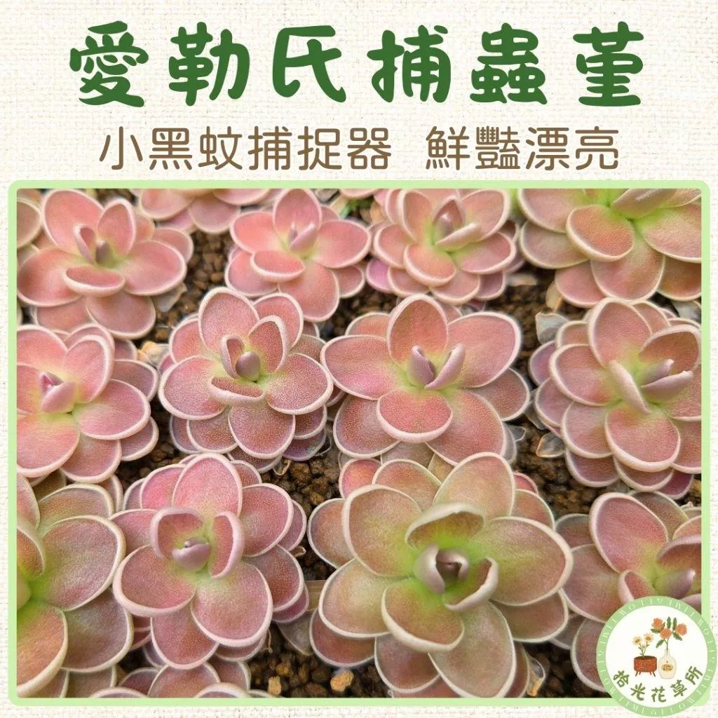 愛勒氏捕蟲堇