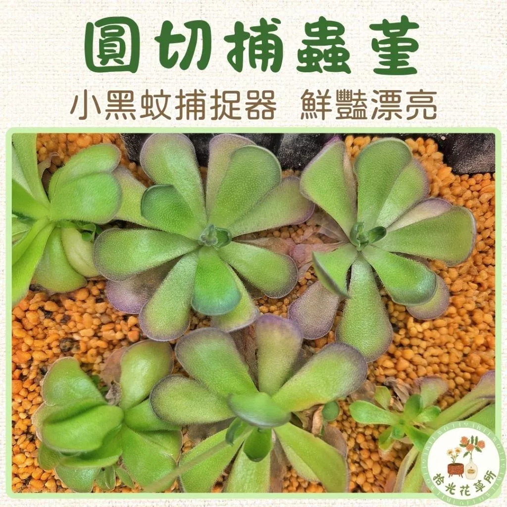 圓切捕蟲堇