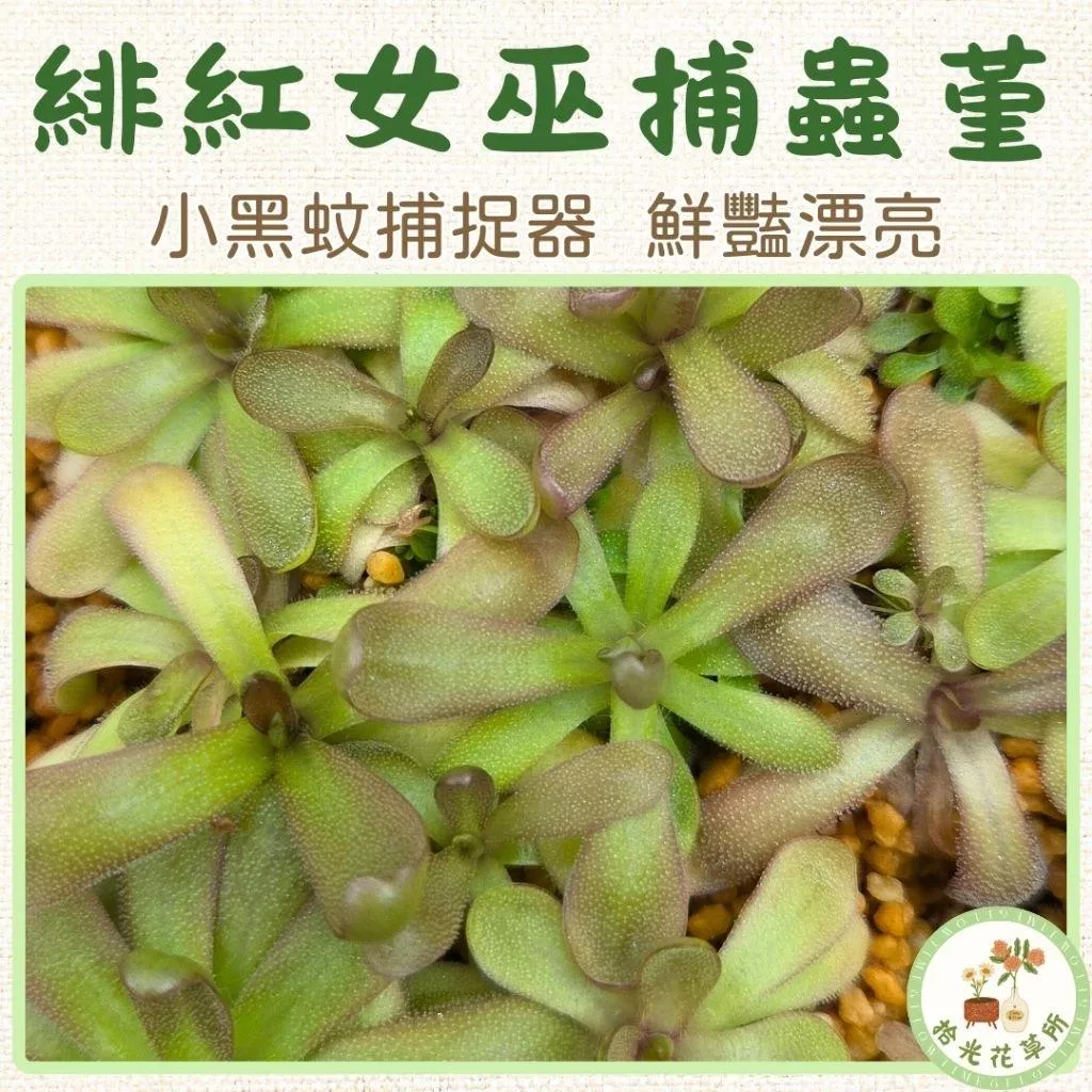緋紅女巫捕蟲堇