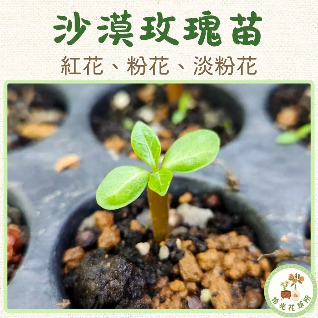 沙漠玫瑰苗