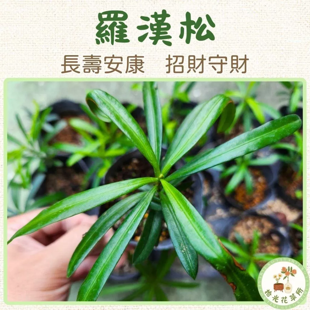 羅漢松苗