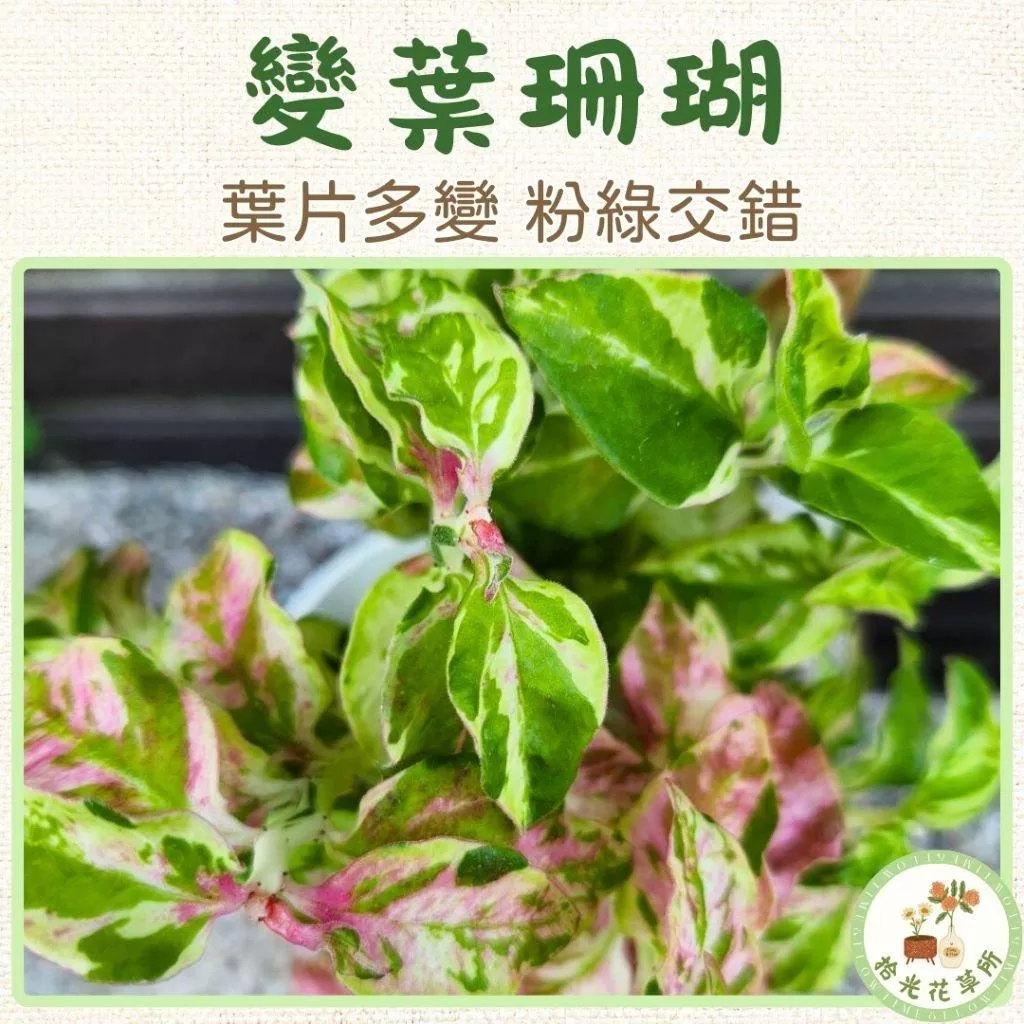 變葉珊瑚