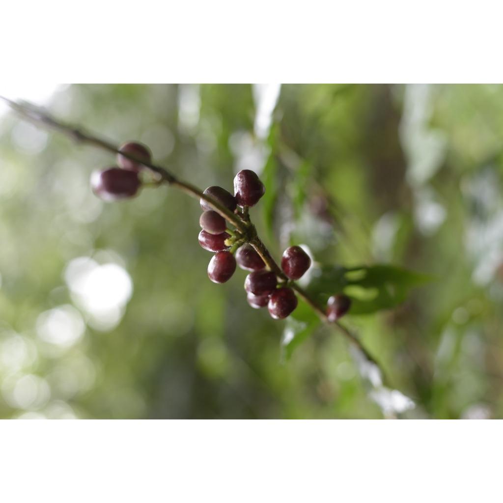 🦋咖啡豆 精品咖啡豆 哥倫比亞 La Palma & El Tucan 粉紅波旁 生物發酵水洗 淺焙 情人節 特價🦋