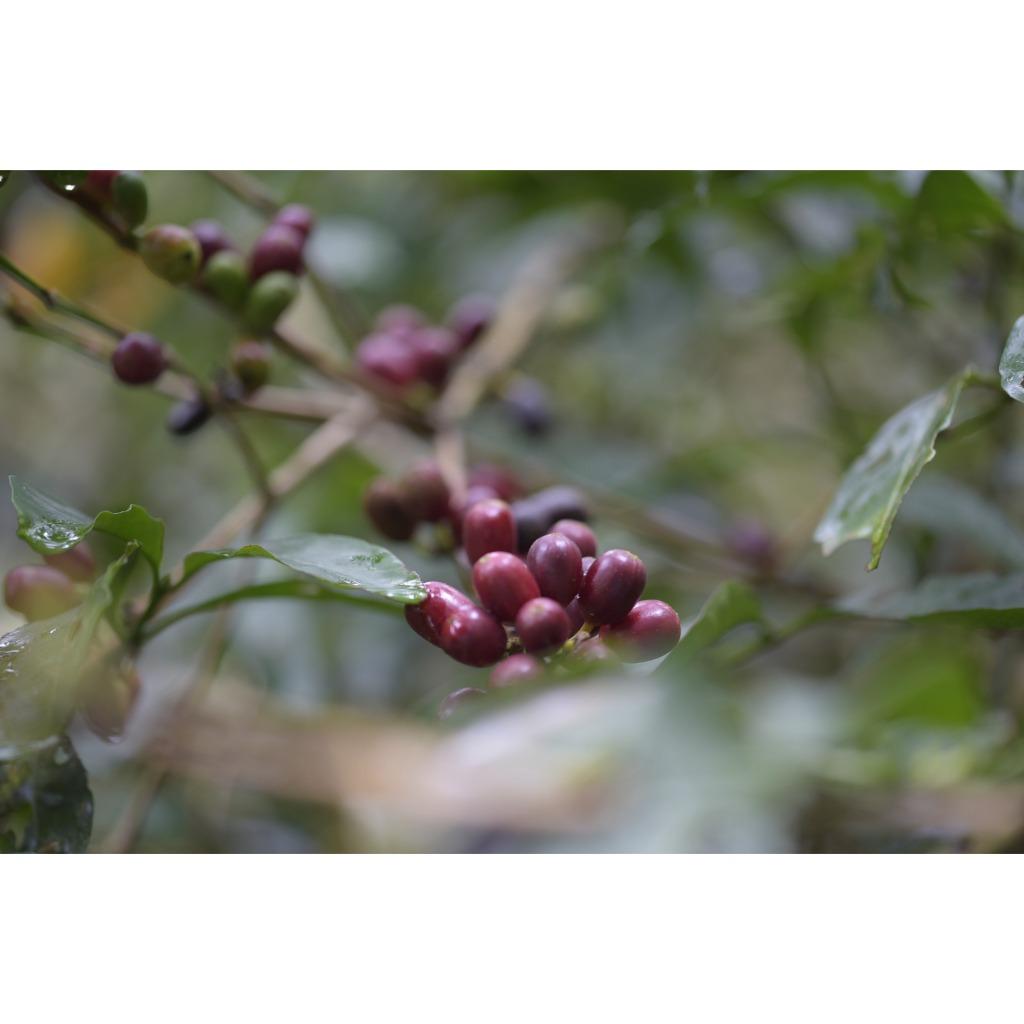 🦋咖啡豆 精品咖啡豆 哥倫比亞 La Palma & El Tucan 粉紅波旁 生物發酵水洗 淺焙 情人節 特價🦋