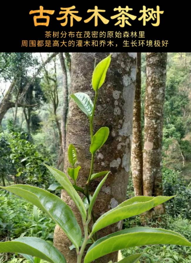 普洱茶生茶 [彩程] 2021 手寫書法版 易武薄荷塘高杆古樹茶 200克 生餅