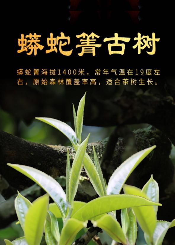 普洱茶生茶 [彩程] 2023 手寫書法版 易武蟒蛇箐單株古樹茶 500克 生磚