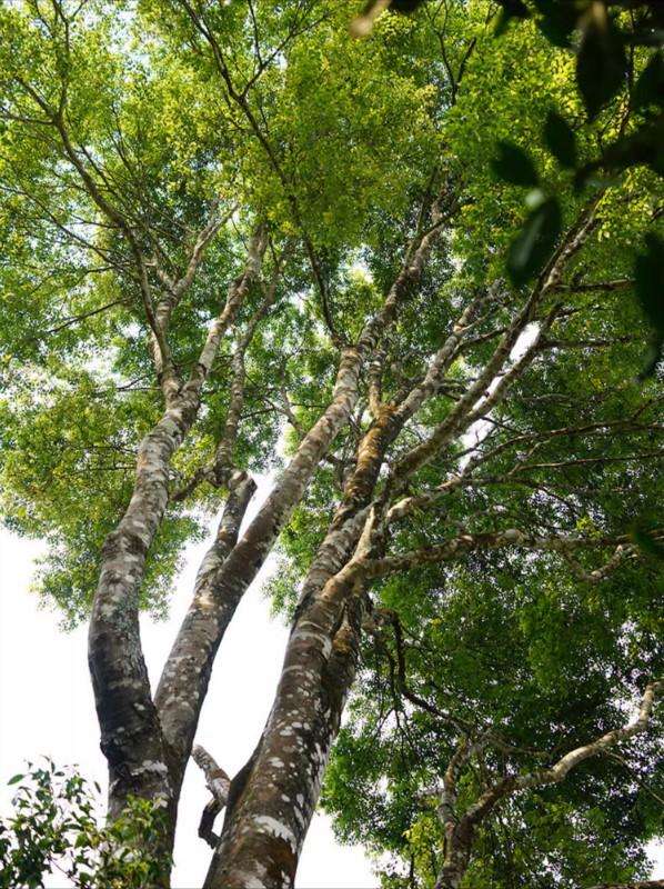 普洱茶生茶[彩程] 2021年 千山系列 蠻磚桃子寨古樹茶 357g 生餅