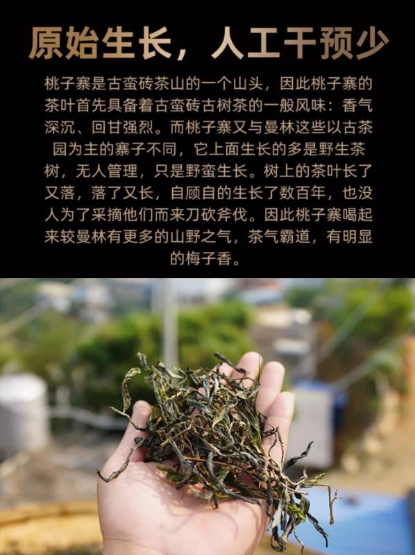 普洱茶生茶[彩程] 2021年 千山系列 蠻磚桃子寨古樹茶 357g 生餅