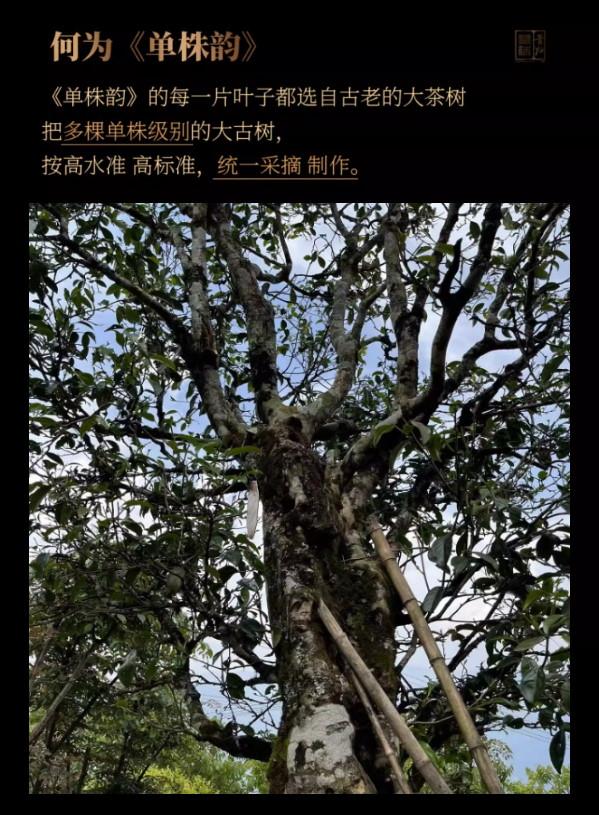 普洱茶生茶 [彩程] 2022 龍昔-昔歸單株頭春古樹茶 200克 生餅