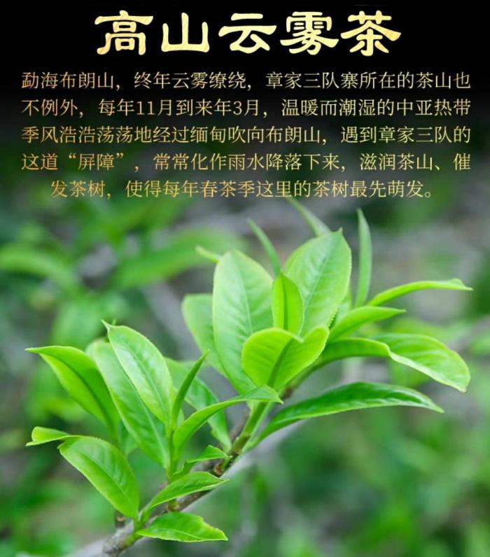 普洱茶生茶 [彩程] 2008年 章家三隊古樹茶 200克 生茶 布朗山小班章