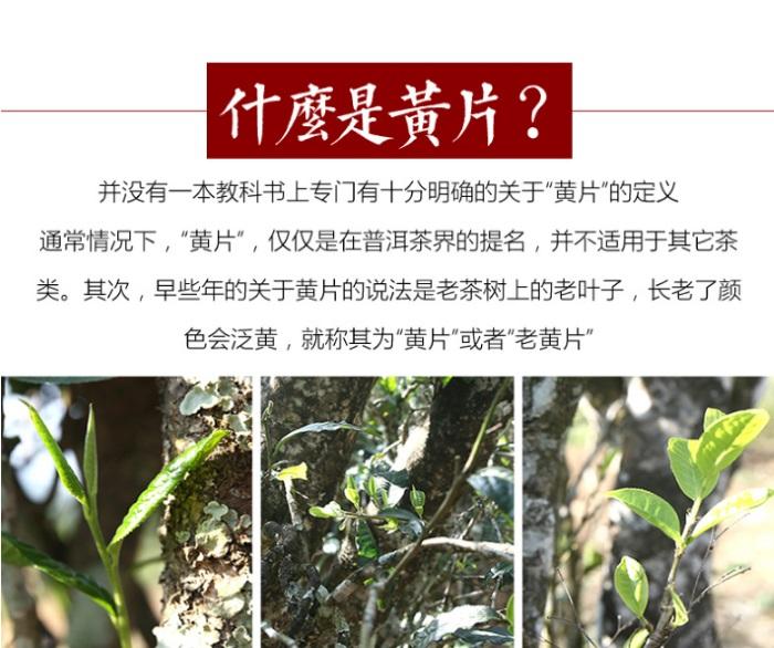 普洱茶生茶 [彩程] 2019年 冰島黃片磚 250克 柔美涼甜!