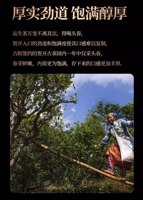 普洱茶生茶 [彩程] 2012 賀開 古樹普洱茶 手工沱茶 8克 小玉餅