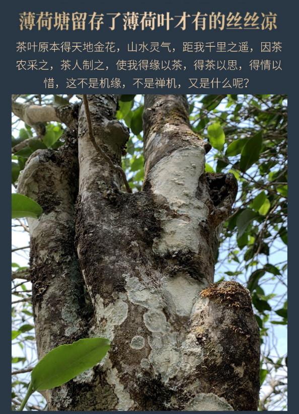 普洱茶生茶 [彩程] 2024年 彩程 五虎上將系列 薄荷塘古樹萌餅 8g 小玉餅