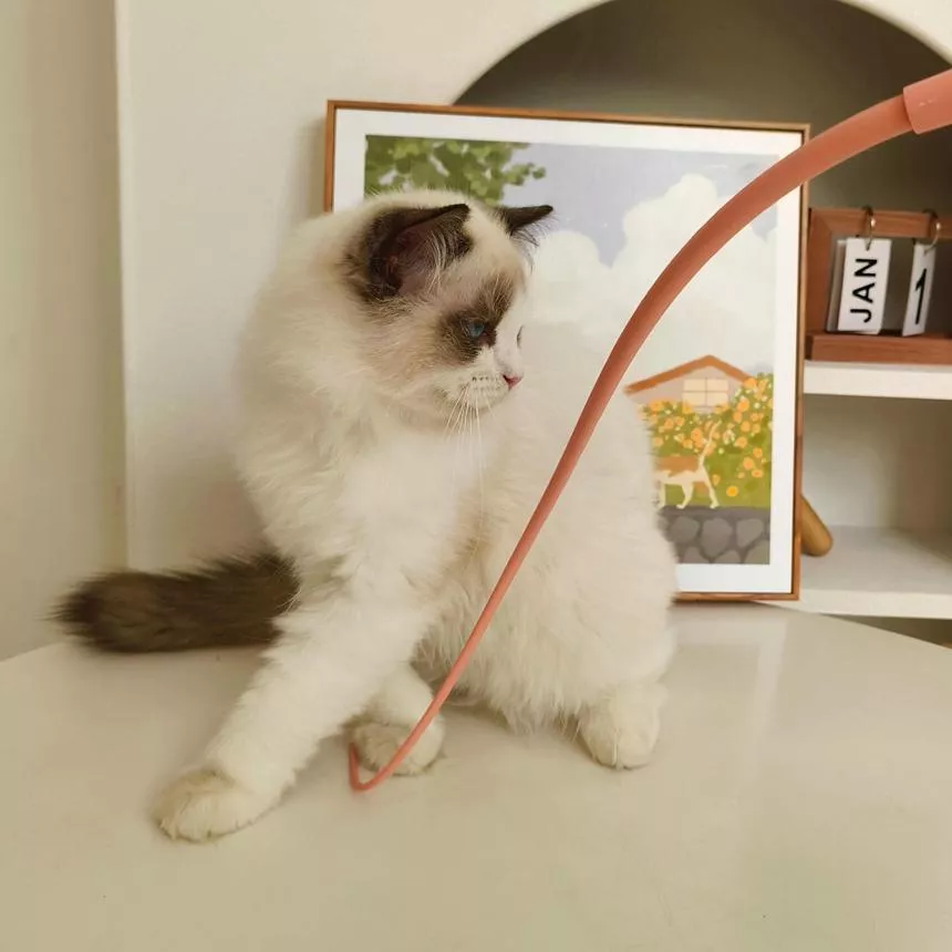 CattralPark老鼠尾巴逗貓棒