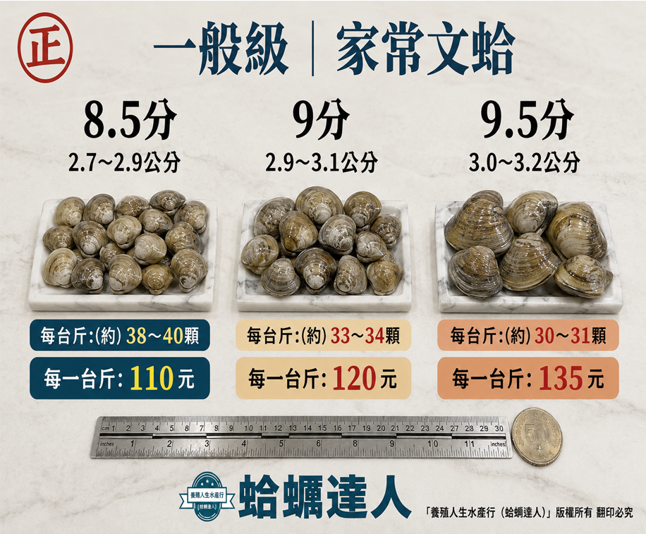 餐廳級｜厚肉文蛤 (8.5分/9分/ 9.5分)