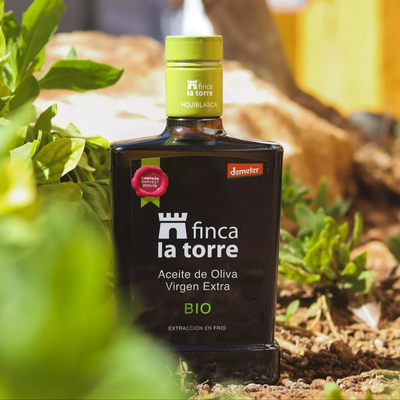 新產季｜世界冠軍橄欖油 Finca La Torre Hojiblanca 特級初榨橄欖油