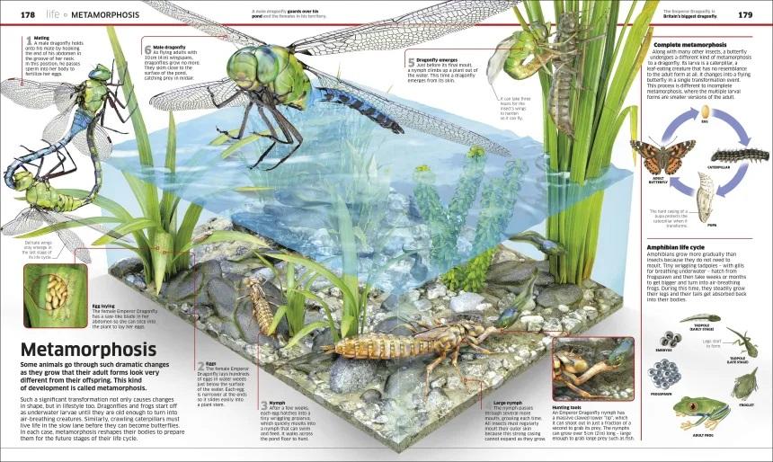 <DK> Knowledge Encyclopedia Science! 精裝書