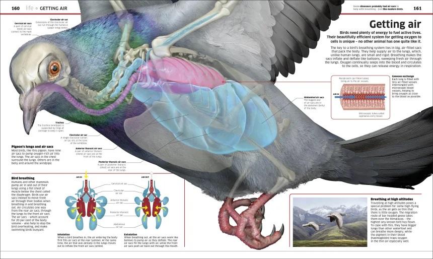 <DK> Knowledge Encyclopedia Science! 精裝書