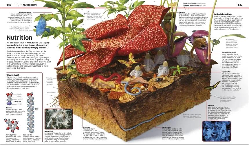 <DK> Knowledge Encyclopedia Science! 精裝書