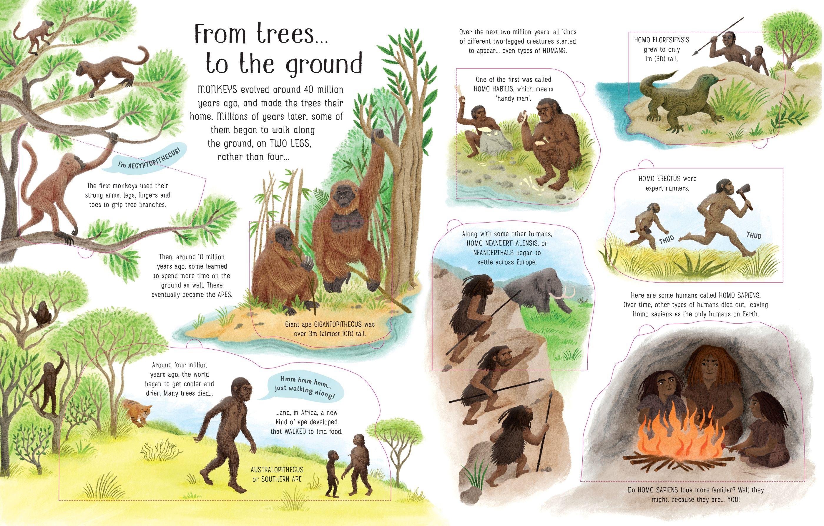 <Usborne> See Inside Evolution 翻翻書