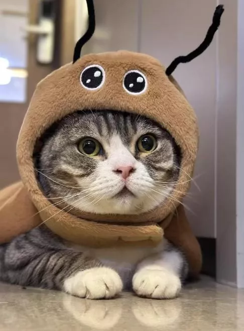 🐾現貨.ᐟ.ᐟ蟑出新寵｜搞怪蟑螂造型寵物裝🪳（貓狗通用款）