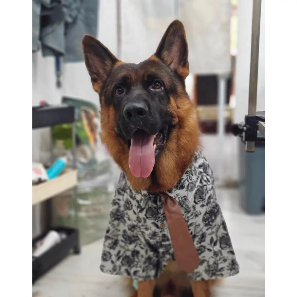 🐾花襯衫領帶造型狗狗衣服｜領帶是皮革的超有質感👔