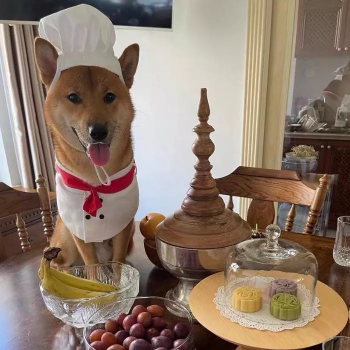 🐾料理鼠王造型寵物衣服｜多種尺寸可選‼️‼️