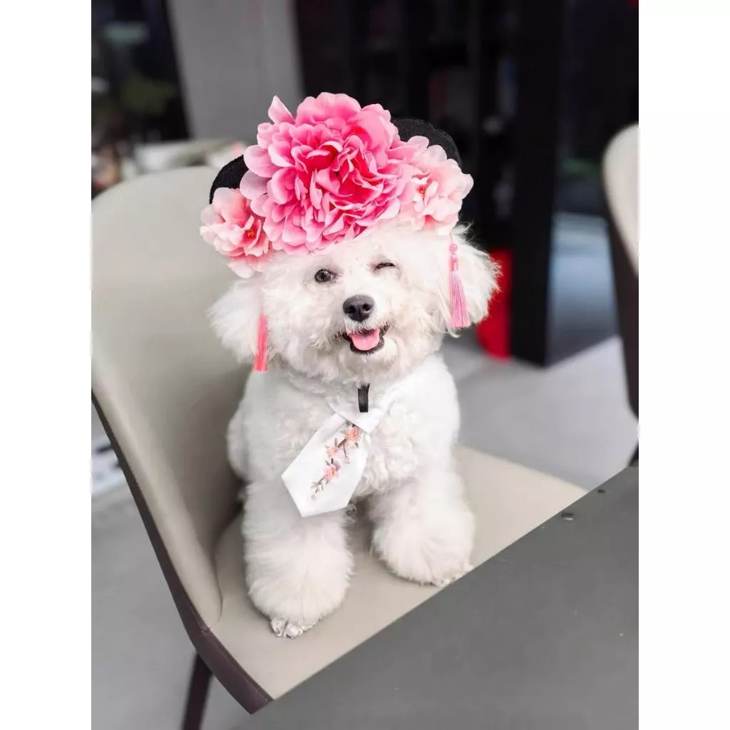 🐾格格造型寵物衣服｜3色可選