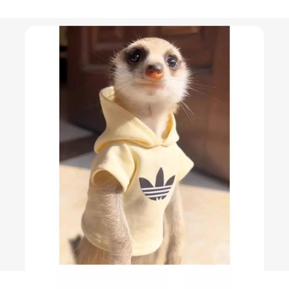 🐾狐獴龍貓蜜袋鼯土撥鼠圓領&帽T｜ 小短手也能穿得超有型💫多種款式請詳看商品描述‼️‼️