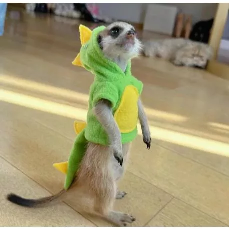 🐾狐獴龍貓蜜袋鼯土撥鼠可愛造型衣服｜誰說特寵不能Cosplay👻多種款式請詳看商品描述‼️‼️