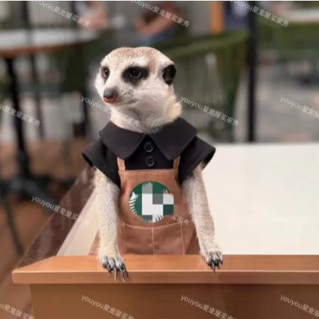 🐾狐獴龍貓蜜袋鼯土撥鼠造型衣服｜ 特寵版Baby Boss💼多種款式請詳看商品描述‼️‼️