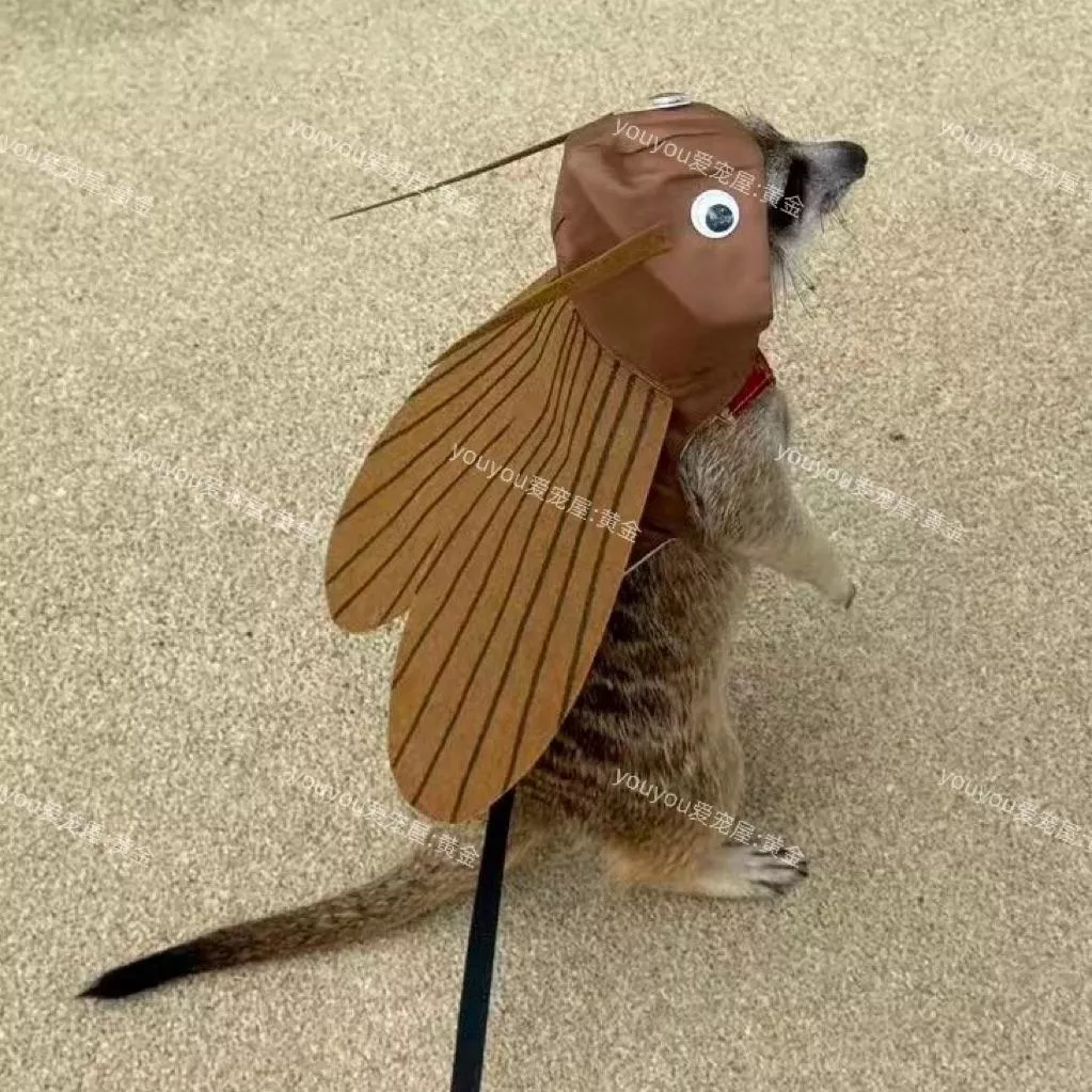 🐾狐獴龍貓土撥鼠蟑螂造型衣服｜🪳帶著寶貝去嚇人吧！