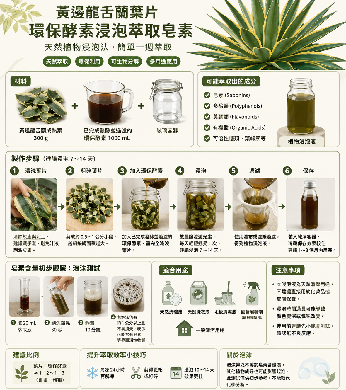 黃邊龍舌蘭葉片環保酵素浸泡萃取皂素
