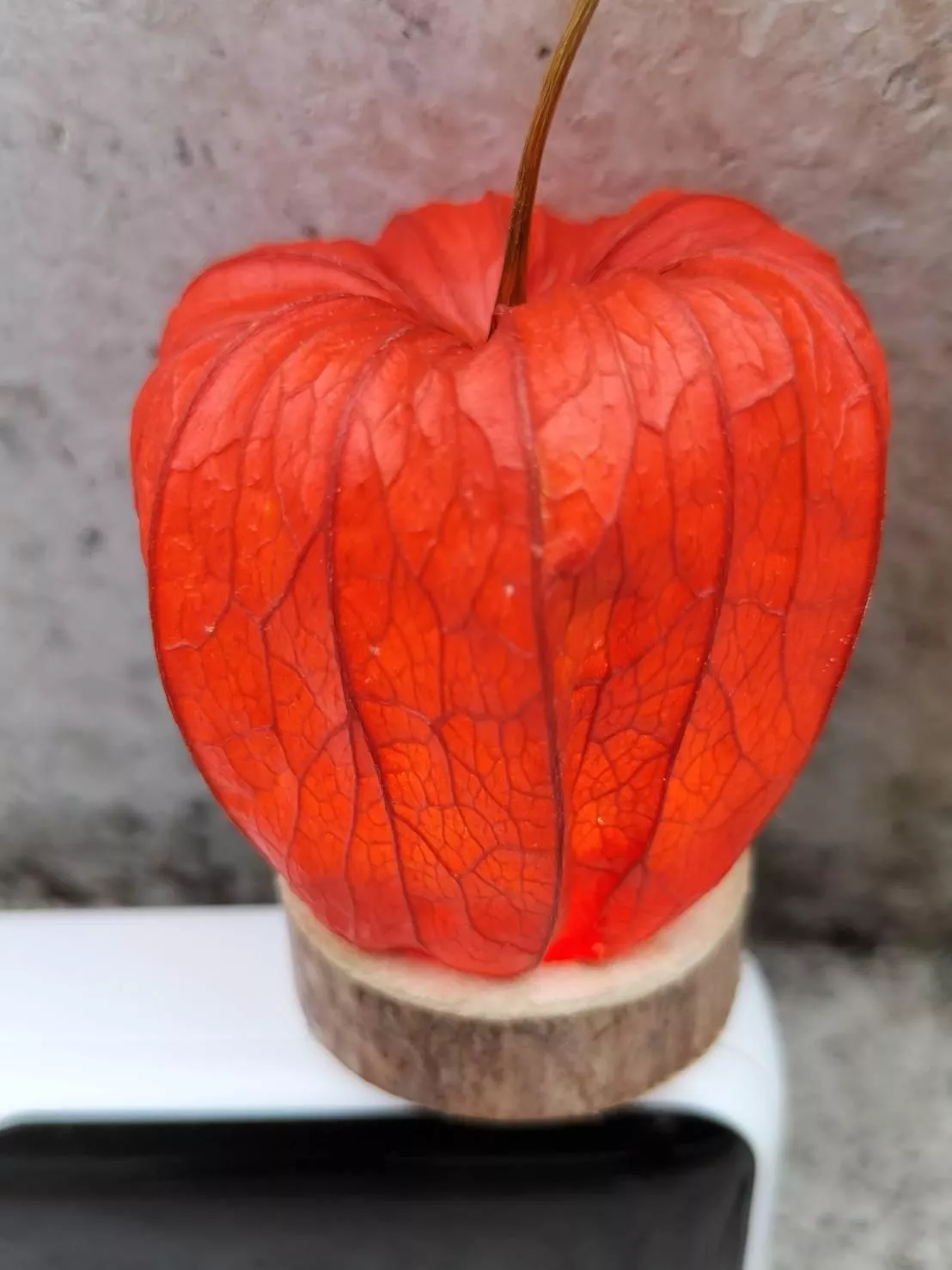 天然植物種子_光明燈